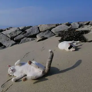 トイレ広すぎるネコ　　猫旅人さん