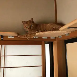 お手手が橋すぎるネコ　　カミオさん