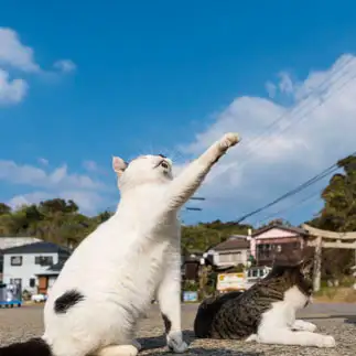 選手宣誓すぎるネコ　　89猫さん