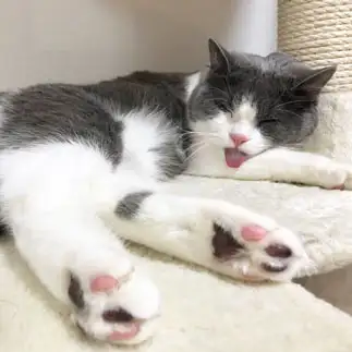 ベロを出しすぎるネコ　　myumyuさん