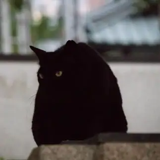 未確認生物すぎるネコ　　サトウヒロキさん