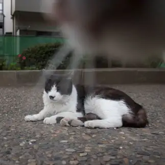 天から光が差し込みすぎるネコ　　サトウヒロキさん