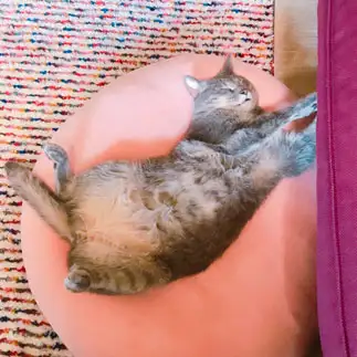 盆踊りの練習をしすぎるネコ　　ゆずなつさん