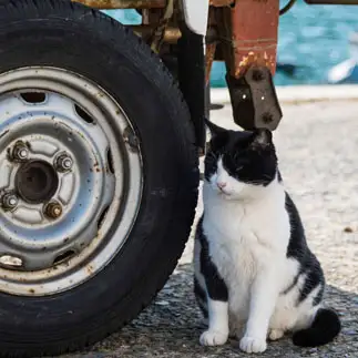 筋骨隆々すぎるネコ　　89猫さん