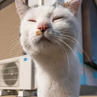 人を見たら泥棒と思いすぎるネコ　　89猫さん