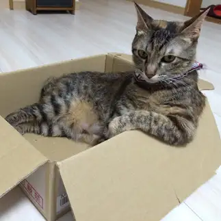 オラオラすぎるネコ　　初山優子さん