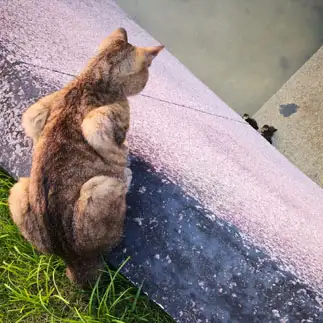 獲物ガン見し過ぎて、自分が撮られすぎるネコ　　大野田耕治さん