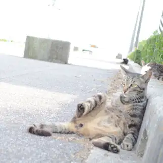 くつろぎすぎるネコ　　じゅんさん