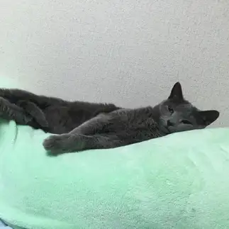 くつろぎすぎるネコ　　長谷川　アリスさん
