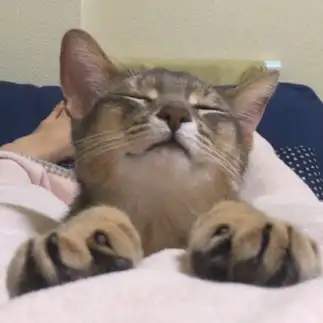 股の間に挟まりたすぎるネコ　　ジョアのかーちゃんさん