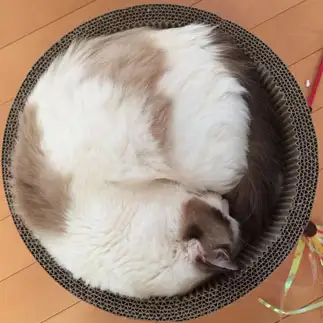 はまりすぎるネコ　　やまさんさん