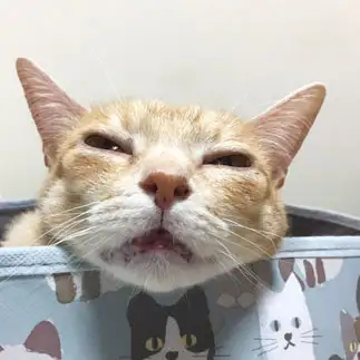 だらけすぎるネコ　　大矢枝理さん