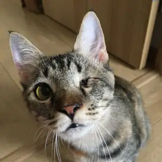 覗きすぎるネコ　　ぽぽさん