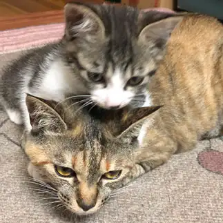 狩がうますぎるネコ　　はなうたさん
