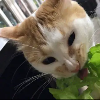野菜が好きすぎるネコ　　ゆうたんさん