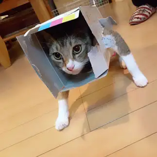 つよすぎるネコ　　青木ゆかりさん