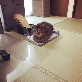 邪魔しすぎるネコ　　ともちゃんさん