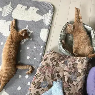 全力で伸びすぎるネコ　　ネルコロさん