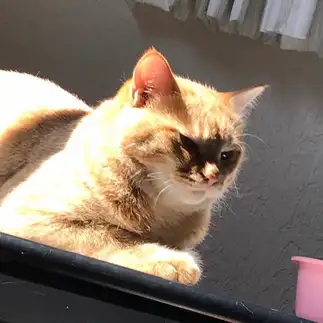 いかつすぎるネコ　　ネルコロさん