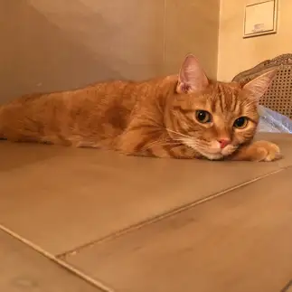 ぺちゃんこすぎるネコ　　ミルクティーさん