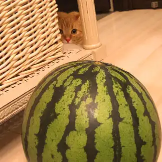 怖がりすぎるネコ　　ミルクティーさん