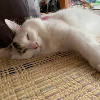 寝すぎるネコ　　ゆずりくさん