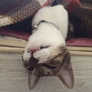 逆さますぎるネコ　　きっちゃんさん