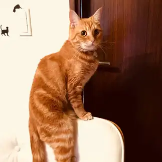 腰掛けすぎるネコ　　ひまりンピックさん