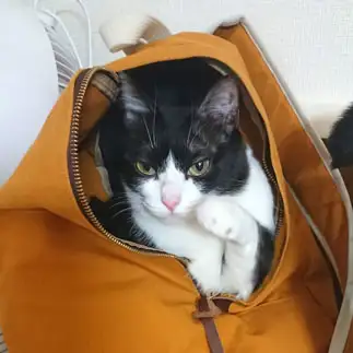 招き猫すぎるネコ　　kuromame_nekoさん