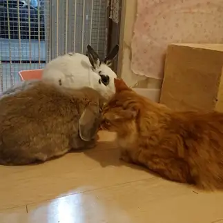 うさぎが好きすぎるネコ　　まゆさん