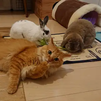うさぎが好きすぎるネコ　　まゆさん