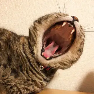 開きすぎるネコ　　azukimikanさん