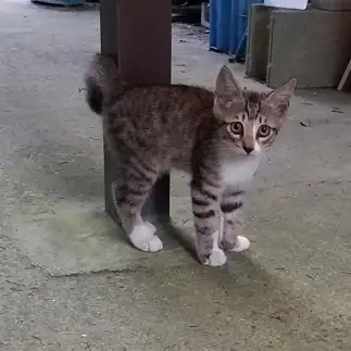 ビックリおめめすぎるネコ　　ドラミさん