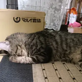 落ち込みすぎるネコ　　岡本　美規さん