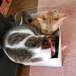 ねじこみすぎるネコ　　むぅさん