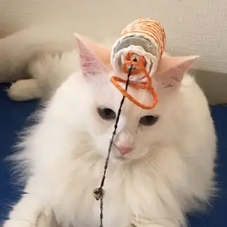 いたずらされて悲しすぎるネコ　　たっかーさん