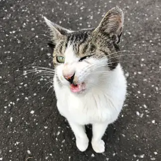 ウィンクすぎるネコ　　チマチマさん
