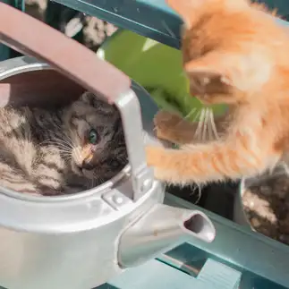 かくれんぼがヘタすぎるネコ　　mochaさん