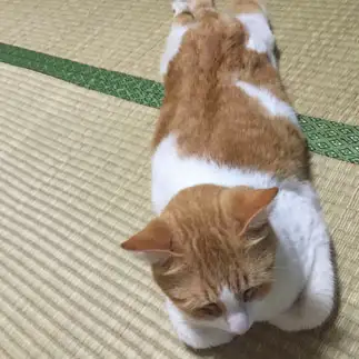 まっすぐすぎるネコ　　まいまいさん