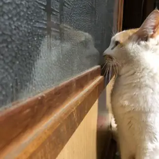 近すぎるネコ　　きもりんさん