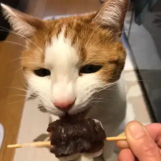 あんこ好きすぎるネコ　　まこさん