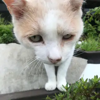 目付きが悪すぎるネコ　　てるさん