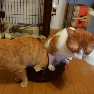 譲り合い精神なさすぎるネコ　　猫部屋の女将さん