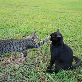 猫パンチがきまりすぎるネコ　　Tetsuyaさん