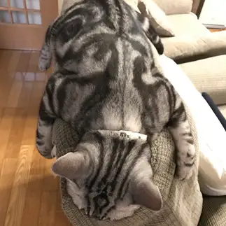 ソファーカバーを体験しすぎるネコ　　ゆめこさん