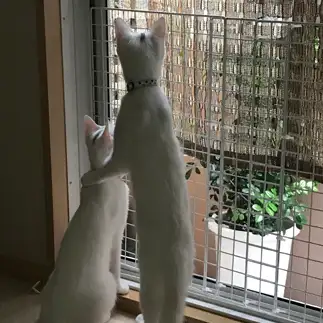「なぁお前、色々あったなぁ」すぎるネコ　　ねここさん