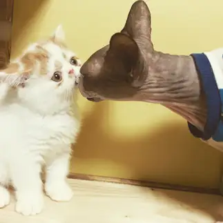愛されすぎるネコ　　Komoさん