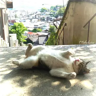 油断しすぎるネコ　　t.takaharuさん