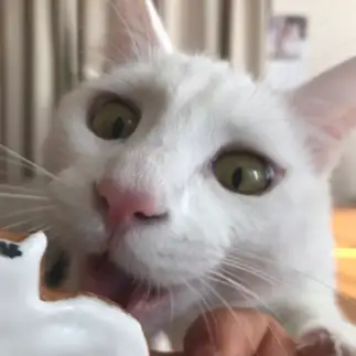猫型クッキーを食べたすぎるネコ　　壱時さん