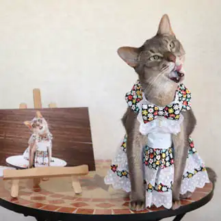 同じポーズとりすぎるネコ　　かなさん